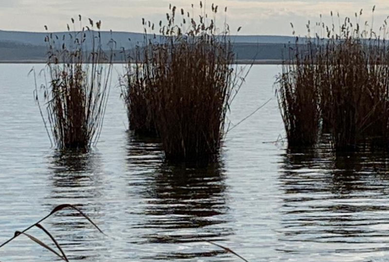 caccia in Romania International Hunting